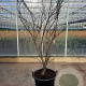 Acer pal. 'Bloodgood' 175-200 cm container meerstammig
