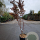 Acer pal. 'Bloodgood' 175-200 cm 30L