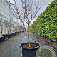 Acer pal. 'Bloodgood' 100-125 cm cont. 65L meerstammig