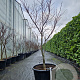 Acer pal. 'Bloodgood' 125-150 cm cont. 65L meerstammig
