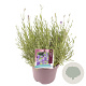 Lavandula ang. 'Hidcote' GM 2,0L