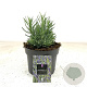 Lavandula ang. 'Hidcote' GM 2,0L