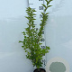 Ligustrum ovalifolium 40-60 cm 2,0L
