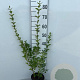 Ligustrum ovalifolium 40-60 cm 2,0L