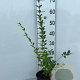 Ligustrum ovalifolium 40-60 cm 2,0L