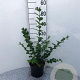 Ligustrum ovalifolium 40-60 cm 2,0L