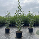 Ligustrum ovalifolium 40-60 cm 2,0L