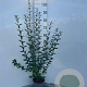 Ligustrum vulgare 60-80 cm 2,0L