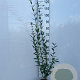 Ligustrum vulgare 60-80 cm 2,0L