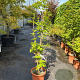 Acer shirasawanum 'Aureum' 100-125 cm 15L