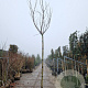 Albizia julibr. Ombrella 120 cm stam draadkluit 16-18