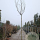 Albizia julibr. Ombrella 120 cm stam draadkluit 16-18