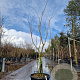 Albizia julibr. Ombrella 175-200 cm 45L