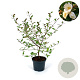 Magnolia Fairy 'Honey Velvet’ 60-80 cm 12L piramide