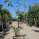 Amelanchier lamarckii 150-175 cm container 