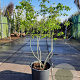 Amelanchier lamarckii 200-250 cm container spil