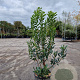Arbutus unedo 80-90 cm 10L