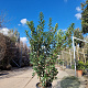 Arbutus unedo 125-150 cm 30L