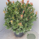 Callistemon 'Red Rocket' 80 cm stam 30L bol
