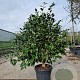 Camellia j. 'C.M. Hovey' 125-150 cm container 