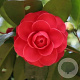 Camellia j. 'C.M. Hovey' 125-150 cm container 