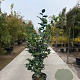 Camellia j. 'Dr King' 100-125 cm 20L