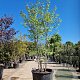 Cercis canadensis 200-250 cm container meerstammig extra
