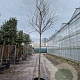 Cercis can. 'Forest Pansy' 200 cm stam container 10-12 lei 150x120