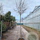 Cercis can. 'Forest Pansy' 200 cm stam container 12-14
