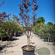 Cercis can. Red Force 175-200 cm container meerstammig