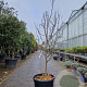 Cercis can. Red Force 175-200 cm cont. 70L
