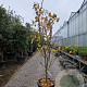 Cercis can. Red Force 200-250 cm cont. 70L