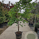 Cercis can. 'Vanilla Twist' 200-250 cm container
