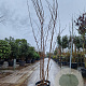 Cercis siliquastrum 200-250 cm cont. 230L meerstammig