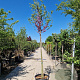 Cercis siliquastrum 180 cm stam container 12-14 leiboom