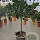 Citrus sinensis 100-110 cm 20L stam