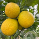 Citrus sinensis 100-110 cm 20L stam