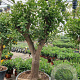 Citrus sinensis 50 cm stam container 50-60 pompon
