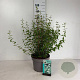 Philadelphus 'Lemoinei' 60-80 cm 10L