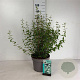 Philadelphus 'Lemoinei' 60-80 cm 10L