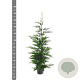 Cupressocyparis leylandii 150-175 cm 7,5L