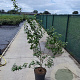 Philadelphus 'Virginal' 80-100 cm 10L
