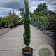 Cupressus semp. 'Pyramidalis' 100-125 cm 10L