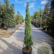 Cupressus semp. 'Pyramidalis' 125-150 cm container meerstammig