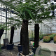 Dicksonia antarctica 170 cm stam container