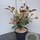 Photinia fraseri 'Red Robin' 40-50 cm 5,0L