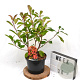 Photinia fraseri 'Red Robin' 40-50 cm 5,0L