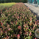 Photinia fraseri 'Red Robin' 40-50 cm 5,0L