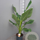 Ensete lasiocarpa GM C6L