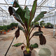 Ensete ventricosum 'Maurelii' GM Per 300 Zaden
